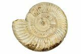 Polished Jurassic Ammonite (Perisphinctes) - Madagascar #270940-1